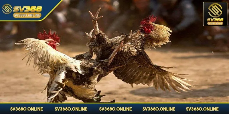 Đá gà đòn - Bí quyết chơi thắng chắc của kê sư tại SV368 2 Đá gà đòn được xem như một nét văn hóa đặc trưng của dân tộc